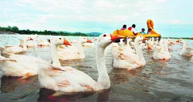 Tourists enjoy cool breeze and beauty of the Sukhna Lake in Chandigarh