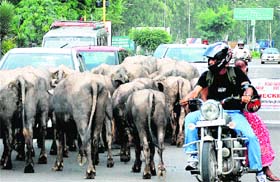 Stray cattle block vehicular movement on the Panchkula-Chandigarh road at Mani Majra