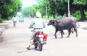 A motorcyclist is stopped in his tracks as buffaloes cross a road in Sector 38 (west), Chandigarh