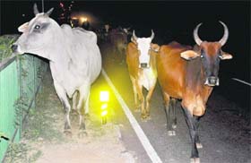 Cattle spotted on the road separating Sectors 47 and 48 at night