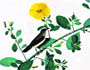 Sunbird from the Impey Album by Shaikh Zayn al-Din (Company School, Calcutta, 1779 AD) 