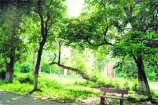 A tilted and an uprooted