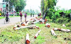 A view of the chopped trees on the Ajnala road, which have been cut for the six-laning of the road, in Amritsar. 