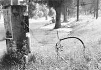 Uncovered electricity wire can hardly be spotted amid the wild growth, making passersby vulnerable to contact; and (right) water accumulated in a damaged road at Phase IX.