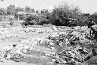 Garbage dumped near the PCA Stadium; and (below) stray cattle roam around at Phase IX in Mohali