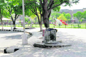 There is little space to breathe for this tree at Sector 48, Chandigarh, even as the municipal corporation in on a spree to lay paver blocks.