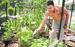 Dr Arun Kumar Sharma in his garden.