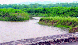 A view of the Sukhna reserve forest