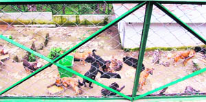 Dogs lie in unhygienic conditions in a small enclosure in violation of the rules in Shimla. 