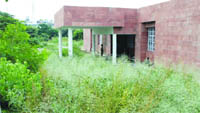The wild undergrowth of weeds and cannabis outiside the Ambedkar Bhawan at the DC Complex in Jalandhar