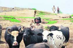 A nomad takes his cattle for grazing on the banks of the Tawi in Jammu.