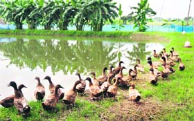 Some of the surviving ducks at the fish pond of GADVASU in Ludhiana