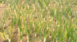 The current status of the onion crop in a Faridkot village that will grow fully soon.