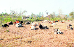 Stray cows rest in fields in the Lanj area of Kangra district