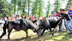 People gather to watch a buffalo fight during a traditional fair in Sair near Shimla. The Festival of Sair is renowned all over the country for its liveliness and splendor