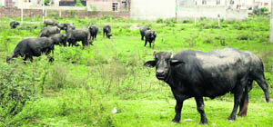Cattle beonging to a dairy graze on vacant plots at Surya Enclave in Jalandhar on Monday. 