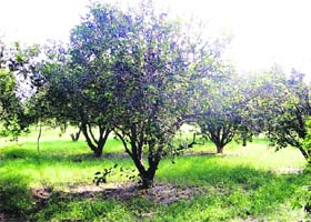 Kinnow dropping has become a cause of concern for the orchardists in Fazilka