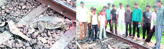 The carcass of a crocodile that was run over by a train on the Haridwar-Roorkee section near Jwalapur 