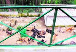 Dogs lie in unhygienic conditions in a small enclosure in violation of the rules in Shimla