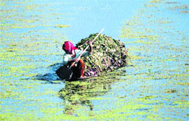 A woman rows a boat loaded with weeds collected from the Dal Lake in Srinagar 