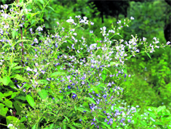 Jyontilla flowers in the Kumaon region