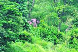 An elephant spotted near the Tibdi forest in Rajaji National Park