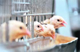 Birds too were centre of attraction for farmers at the mela