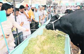 Farmers show interest in well-fed cattles during the mela at GADVASU on Thursday