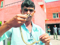 A snake charmer displays the snake that he captured from a house in Sector 48, Chandigarh, on Friday.