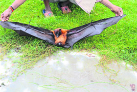 A bat trapped by a farmer in an apple orchard.