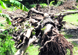 An uprooted tree at a park in Sector 8, Chandigarh