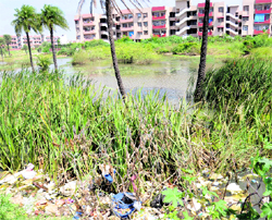 Stagnant water and garbage opposite a housing society at Sector 49, Chandigarh