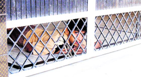 The victim lies on the floor, tied up with a rope at the gate of his house in Rohtak.