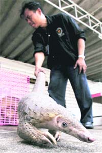 A Thai customs official holds the tail of a pangolin before putting it in a cage prior to a news conference at the customs office in Bangkok on Monday