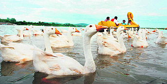 Ducks make for a pretty picture at Sukhna Lake in Chandigarh.