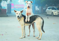 Stray dogs have become a nuisance on city roads, especially at night, when they chase motorbike riders and motorists.