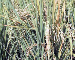 Ripened paddy in the fields at Bathinda awaits to be harvested