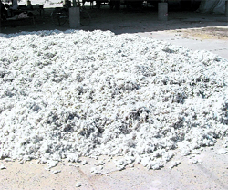 A heap of discoloured cotton in the Fazilka grain market