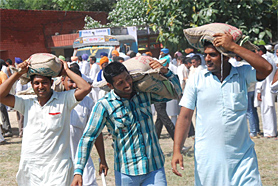 Farmers take away bags of the new high yielding variety of wheat seeds PBW-621, at the Kisan Mela held on Friday.