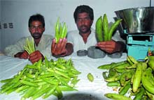 Farmers showing organically grown vegetables at the weekly bazaar. 