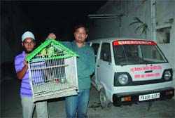 Gaurav Goyal, president, People for Annimal Society (Bathinda), carrying a cage with an injured parrot inside it