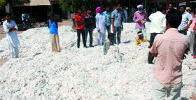 Cotton farmers in Bathinda are taking their produce to other mandis.