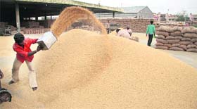 With procurement process starting in Jalandhar, a labourer winnows paddy in the grain market on Sunday