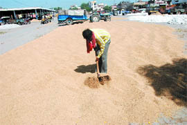 The arrival of paddy in the market has been delayed due to the prolonged rainy season this year. 