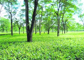 A file photo of a tea garden in Palampur