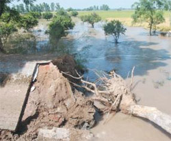 More than 200-feet long sidewalls of the Behman Diwana water channel collapsed on Thursday morning inundating paddy and cotton fields