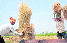 Labourers work at a paddy field near RS Pura in Jammu. 