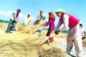 Labourers busy thrashing paddy near Srinagar