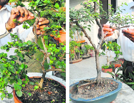 Wiring is used to give a more realistic shape to a straight trunk or a branch
