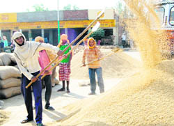The labourer winnows paddy at the Bhagta Wala grain market in Amritsar.
